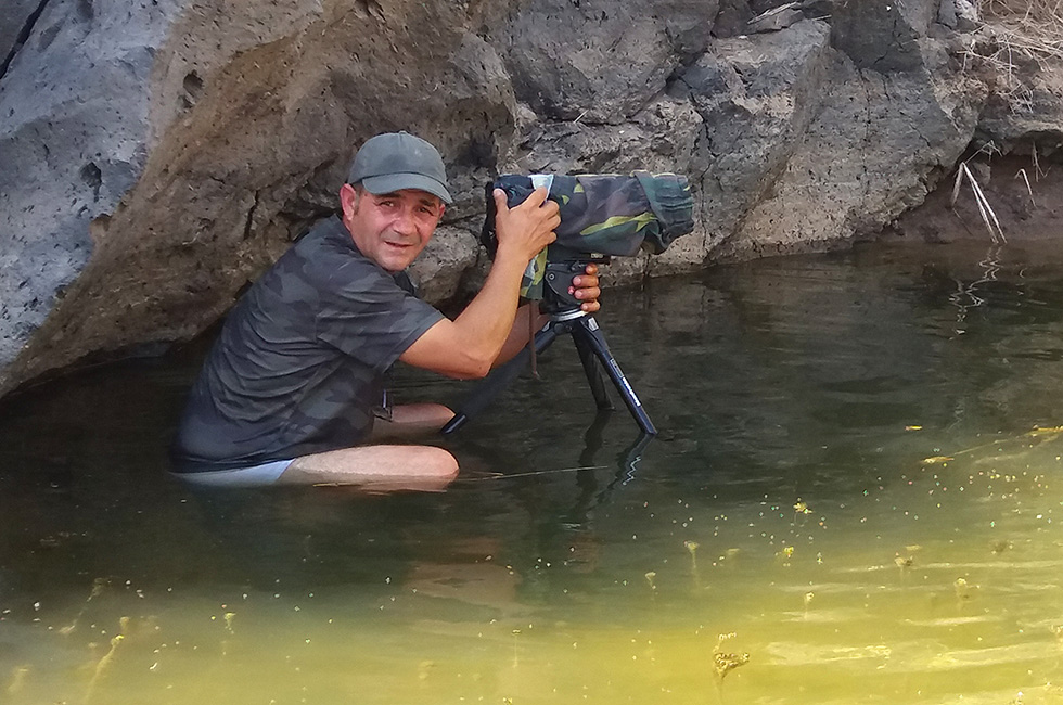 Fotografiando Correlimos gordo